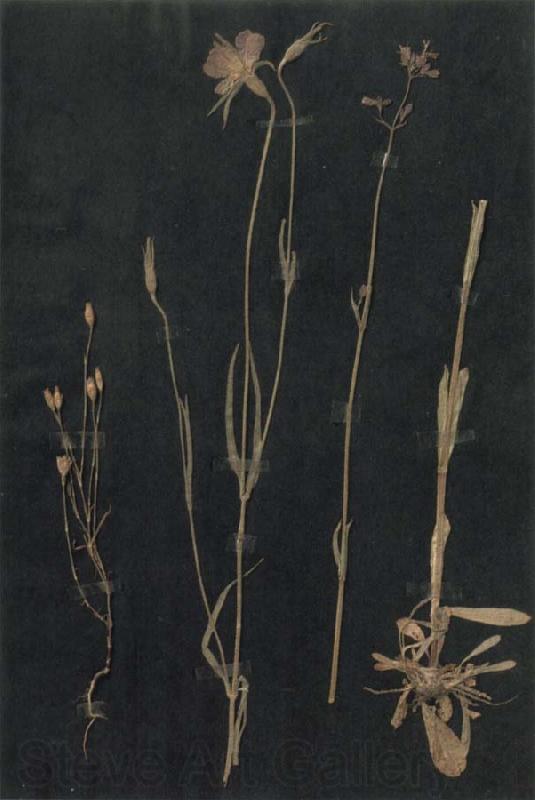 Paul Klee Herbarium